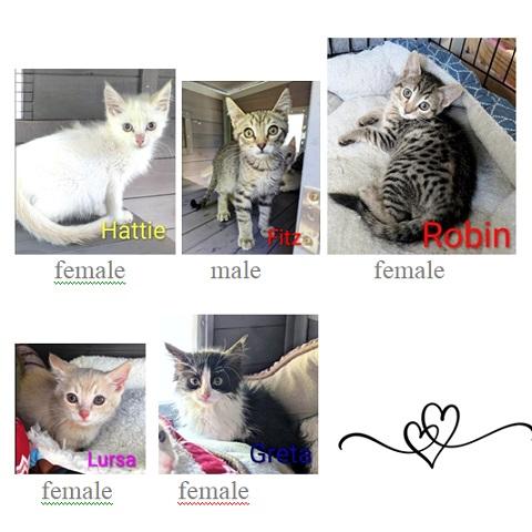 Kittens
