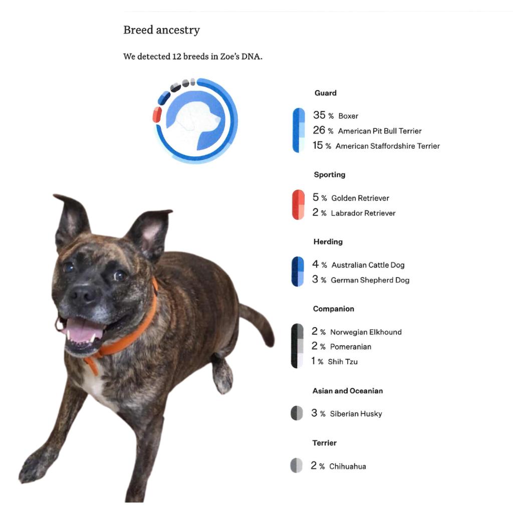 Enlarge Zoe, a Adoptable mixed breed in Shinnston, WV image 1/3