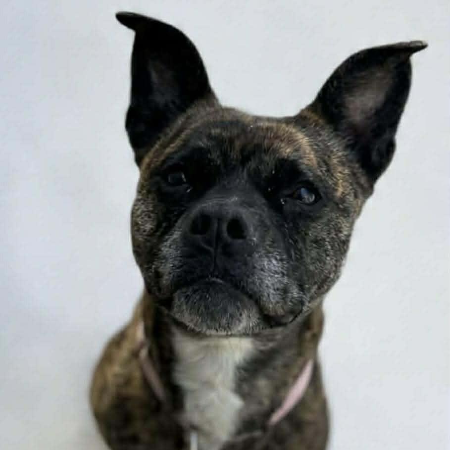 Enlarge Zoe, a Adoptable mixed breed in Shinnston, WV image 2/3