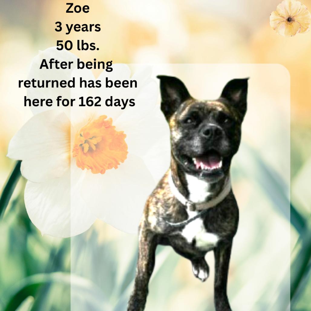 Enlarge Zoe, a Adoptable mixed breed in Shinnston, WV image 4/4