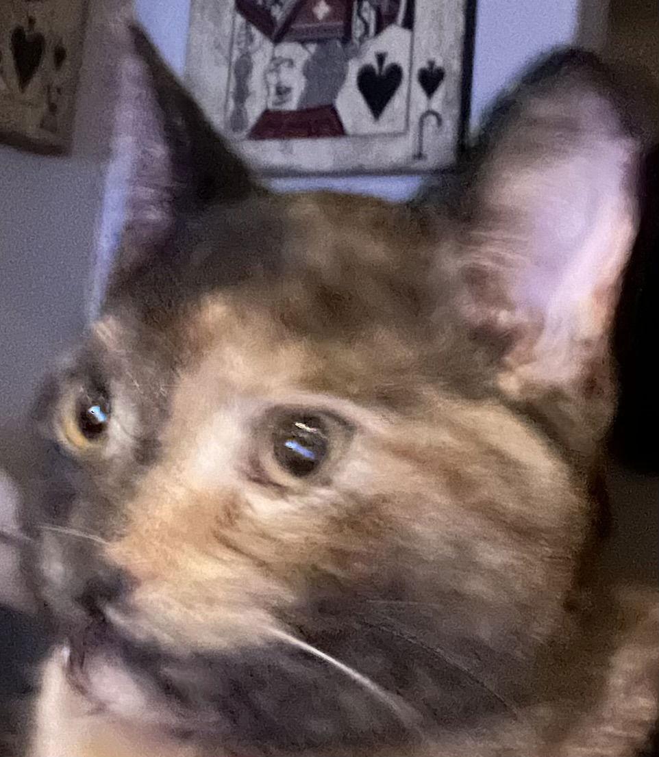 AMETHYST, a Adoptable mixed breed in Minesing, ON image 1/3