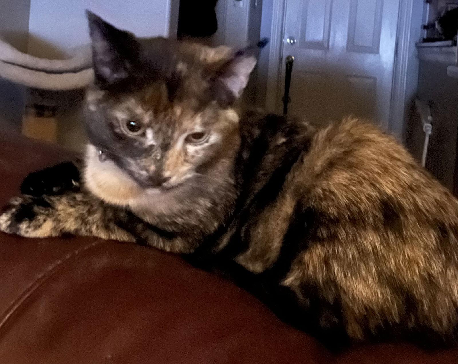 AMETHYST, a Adoptable mixed breed in Minesing, ON image 2/3