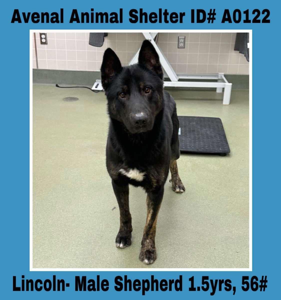 Lincoln, ADOPTABLE, Young Male German Shepherd Dog.