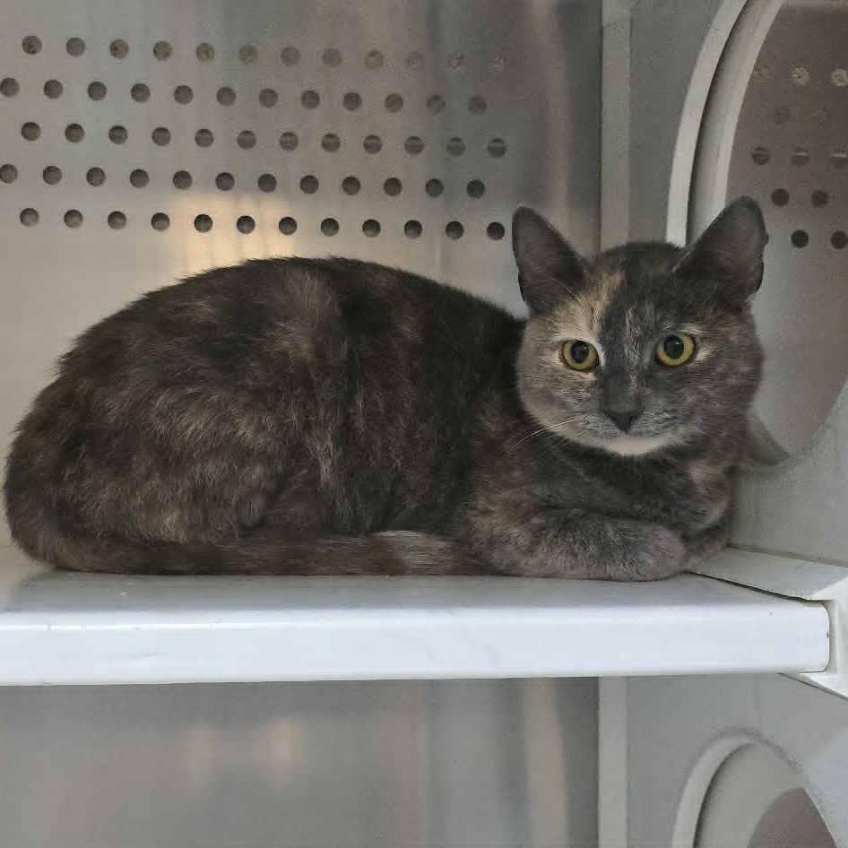 Tanya, ADOPTABLE, Adult Female Domestic Short Hair.