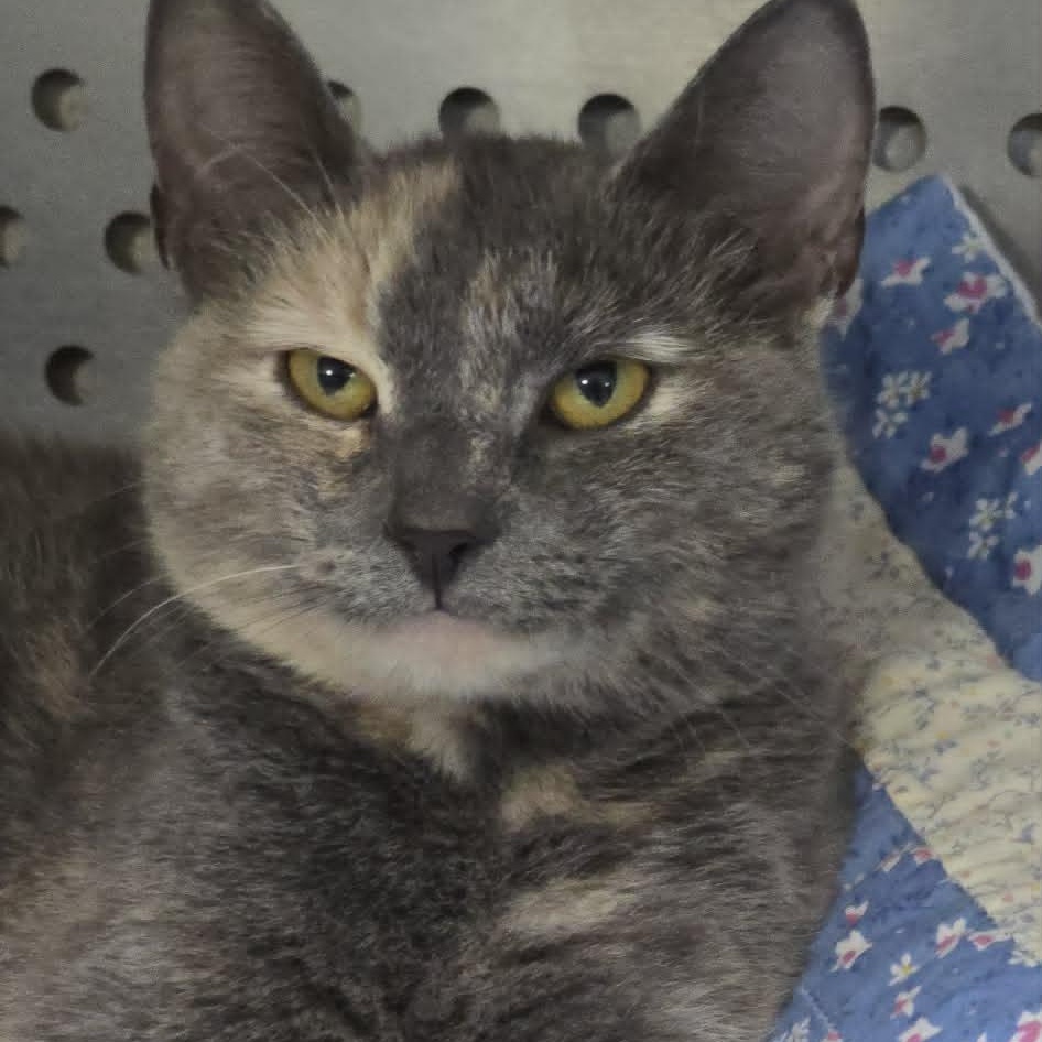 Tanya, a ADOPTABLE Domestic Short Hair in Orange, VA image 1/3