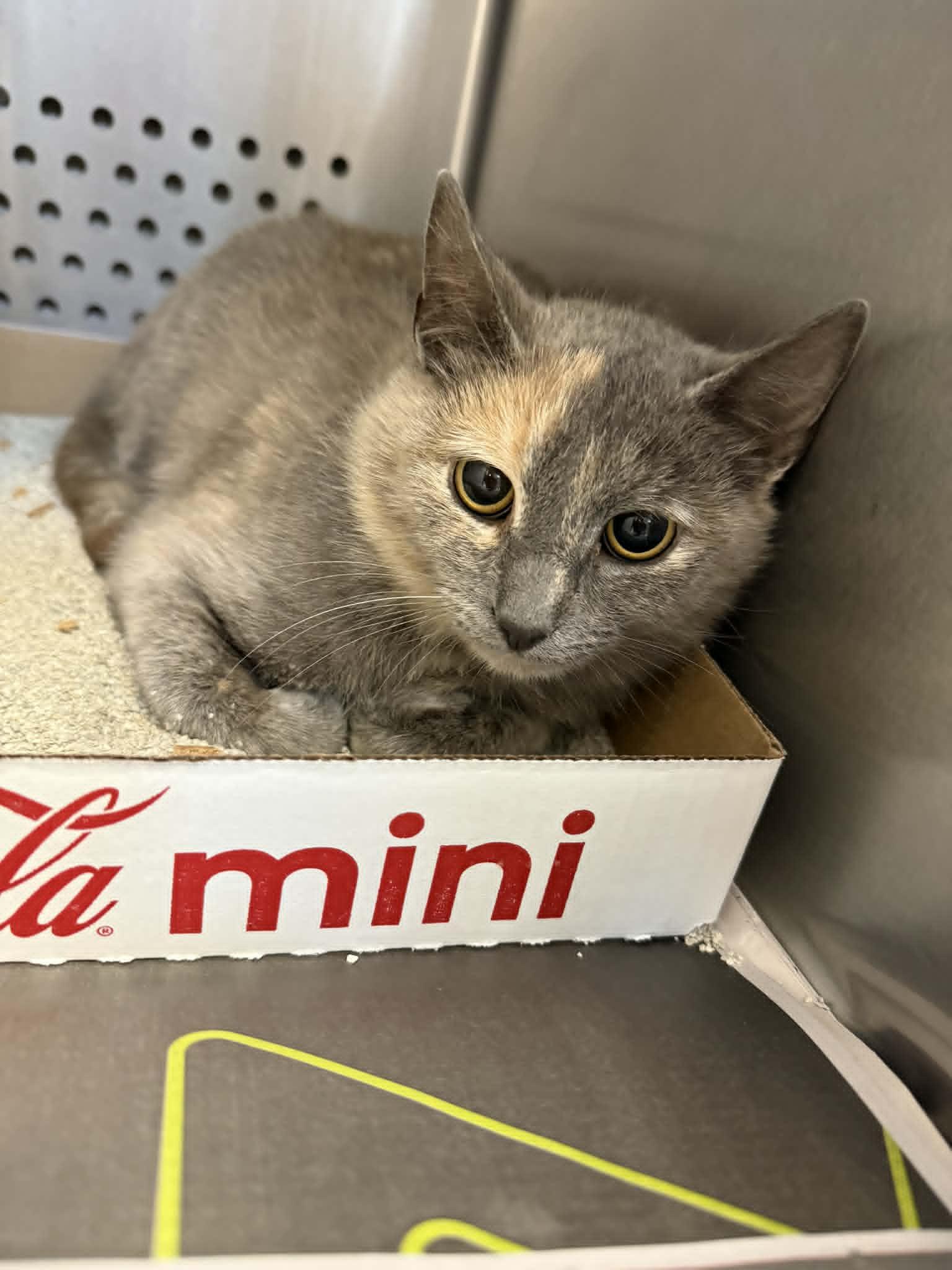 Tanya, a ADOPTABLE Domestic Short Hair in Orange, VA image 3/3