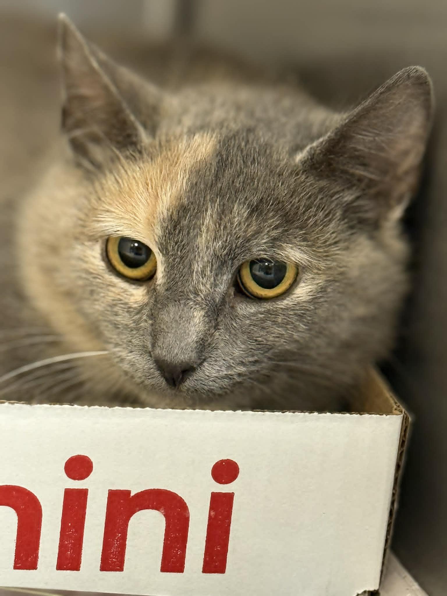 Tanya, a ADOPTABLE Domestic Short Hair in Orange, VA image 2/3