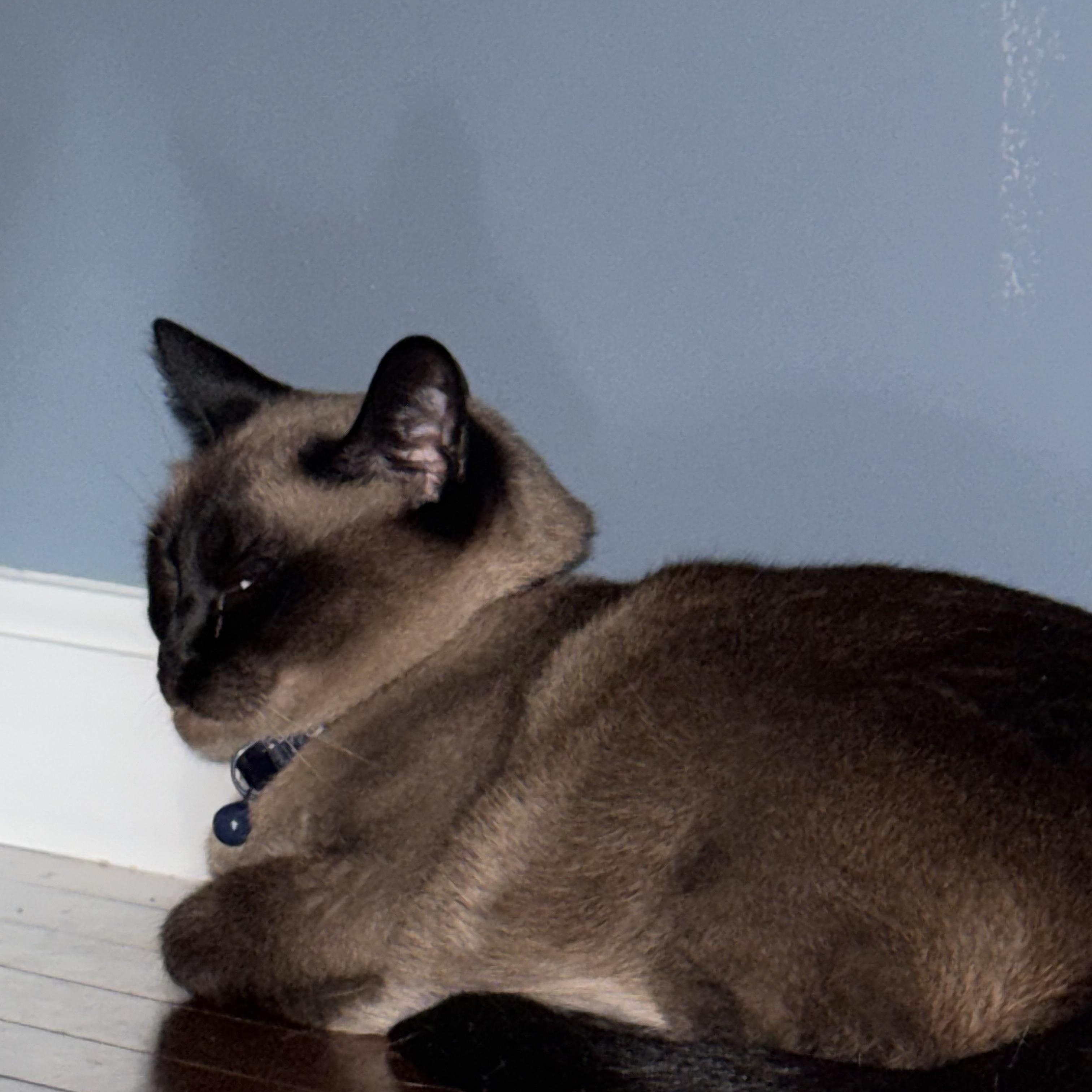 Enlarge Lily & Jasmine - Adopted, a Adopted Siamese in Knoxville, TN image 5/5