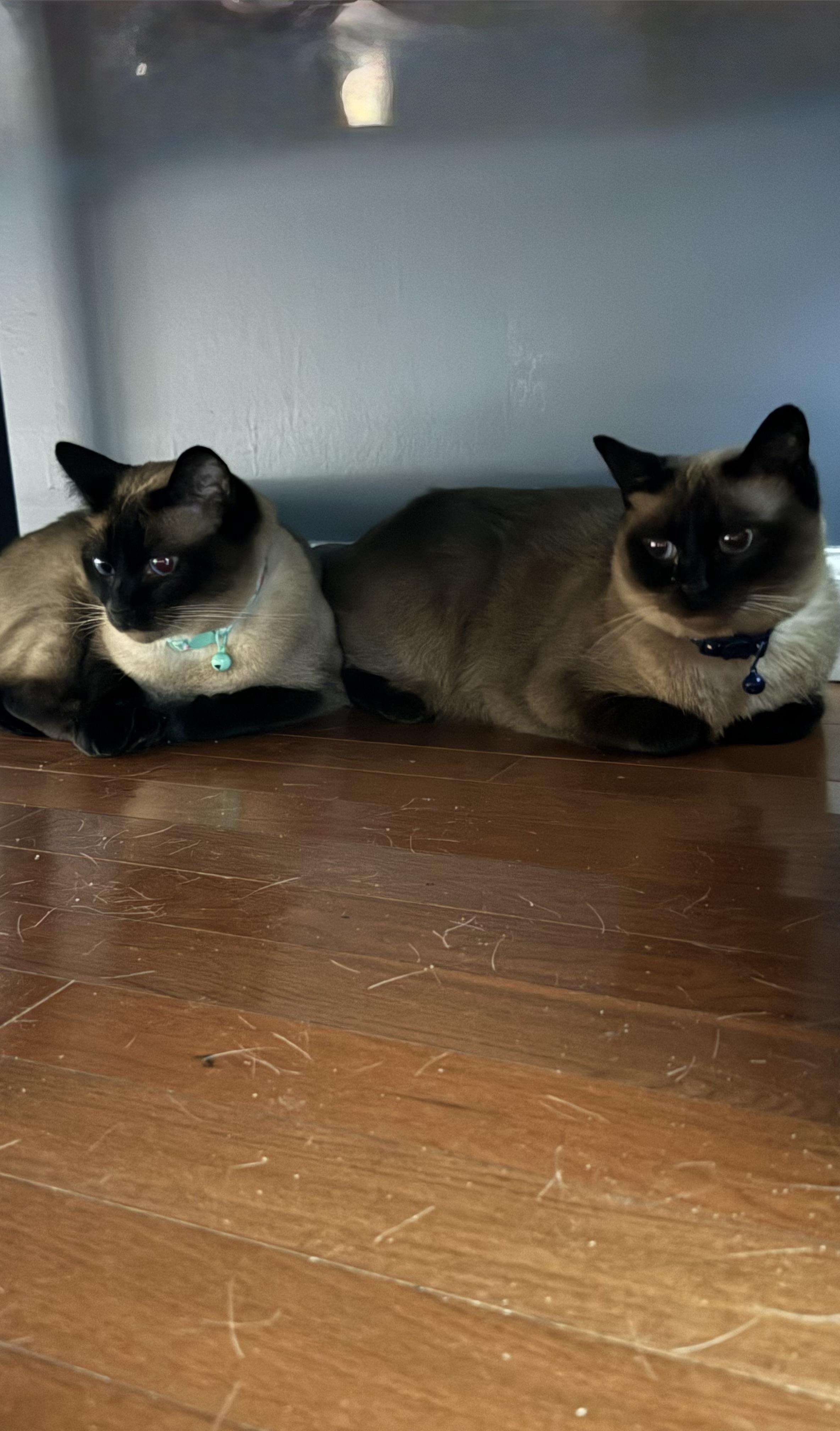 Lily & Jasmine - Adopted, Adopted, Adult Female Siamese.