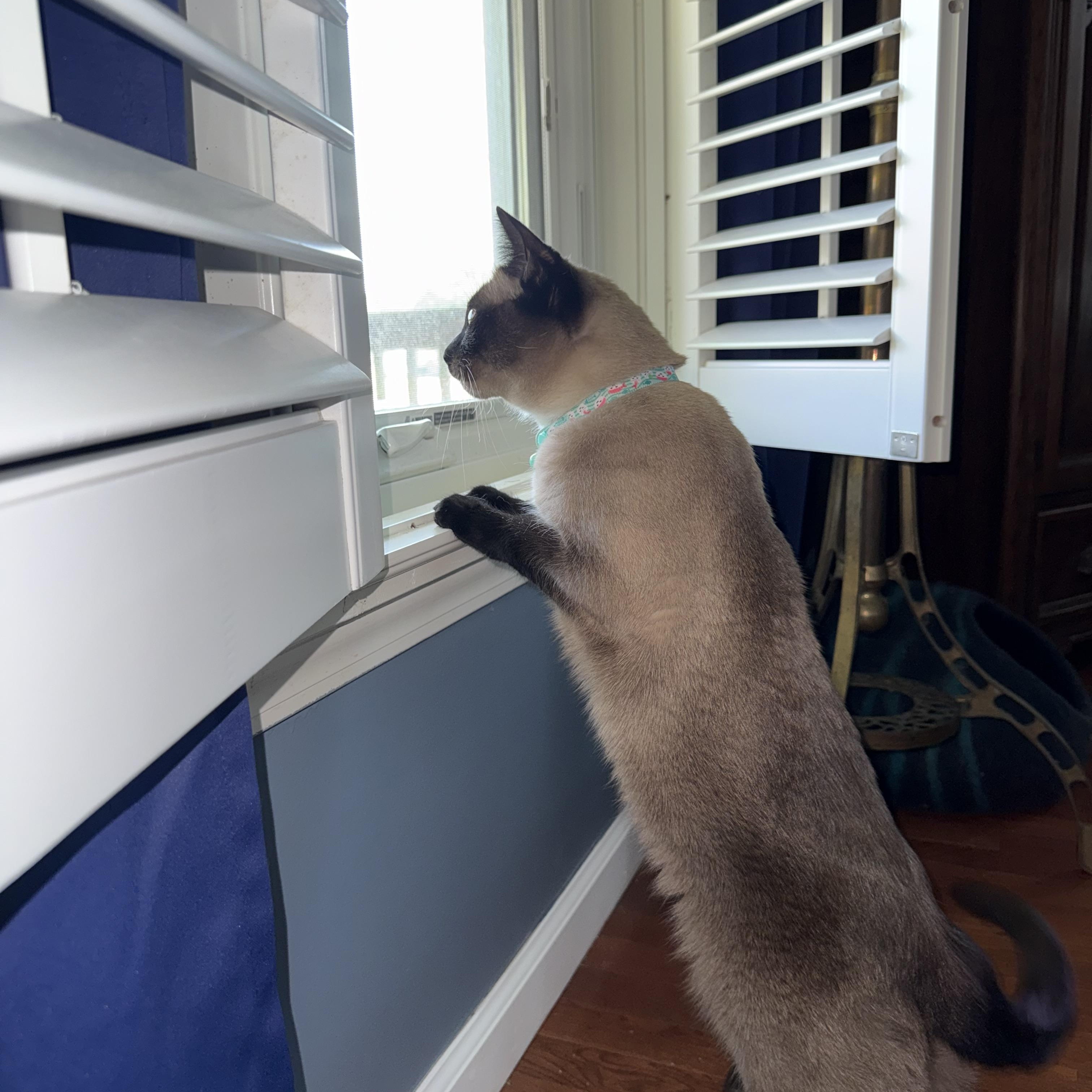 Enlarge Lily & Jasmine - Adopted, a Adopted Siamese in Knoxville, TN image 2/5