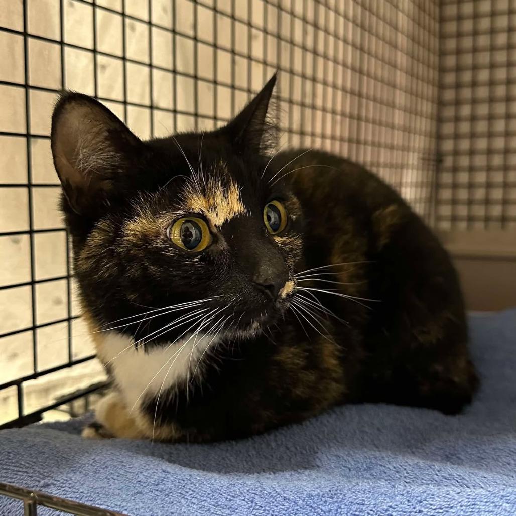 Firefly, Adoptable, Adult Female Domestic Short Hair.