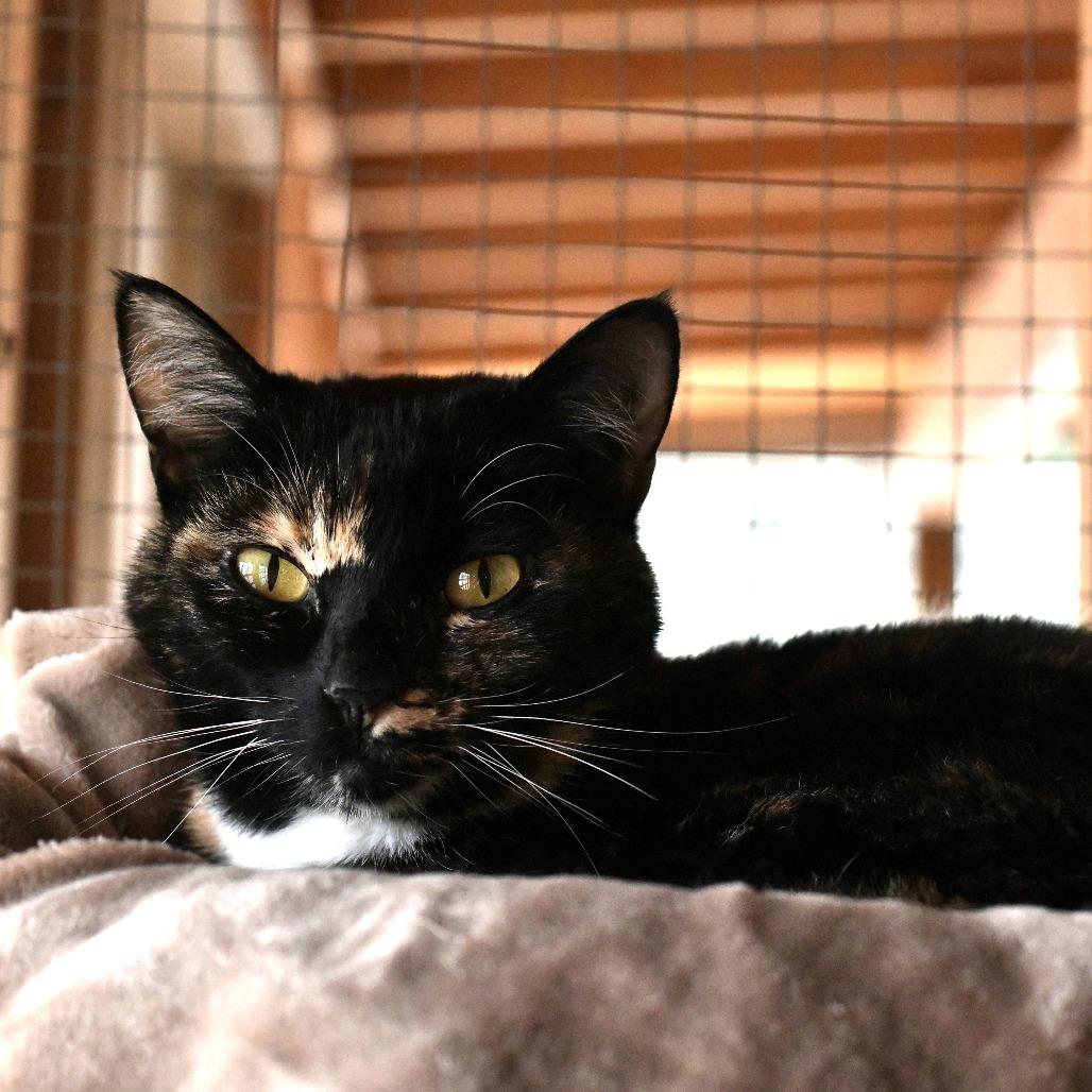 Enlarge Firefly, a Adoptable Domestic Short Hair in Chilliwack, BC image 2/5