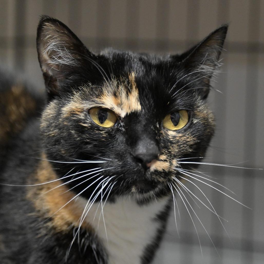 Enlarge Firefly, a Adoptable Domestic Short Hair in Chilliwack, BC image 3/5