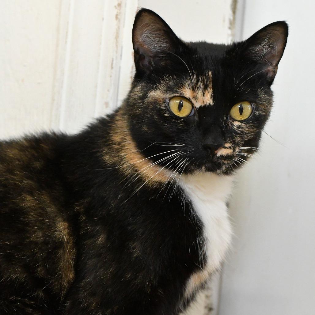 Enlarge Firefly, a Adoptable Domestic Short Hair in Chilliwack, BC image 4/5