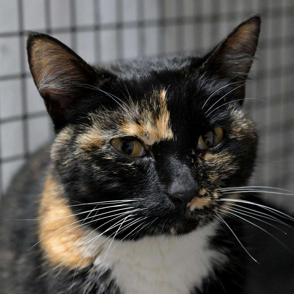 Enlarge Firefly, a Adoptable Domestic Short Hair in Chilliwack, BC image 5/5