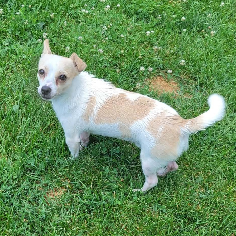 Kujo, ADOPTABLE, Young Male Chihuahua.