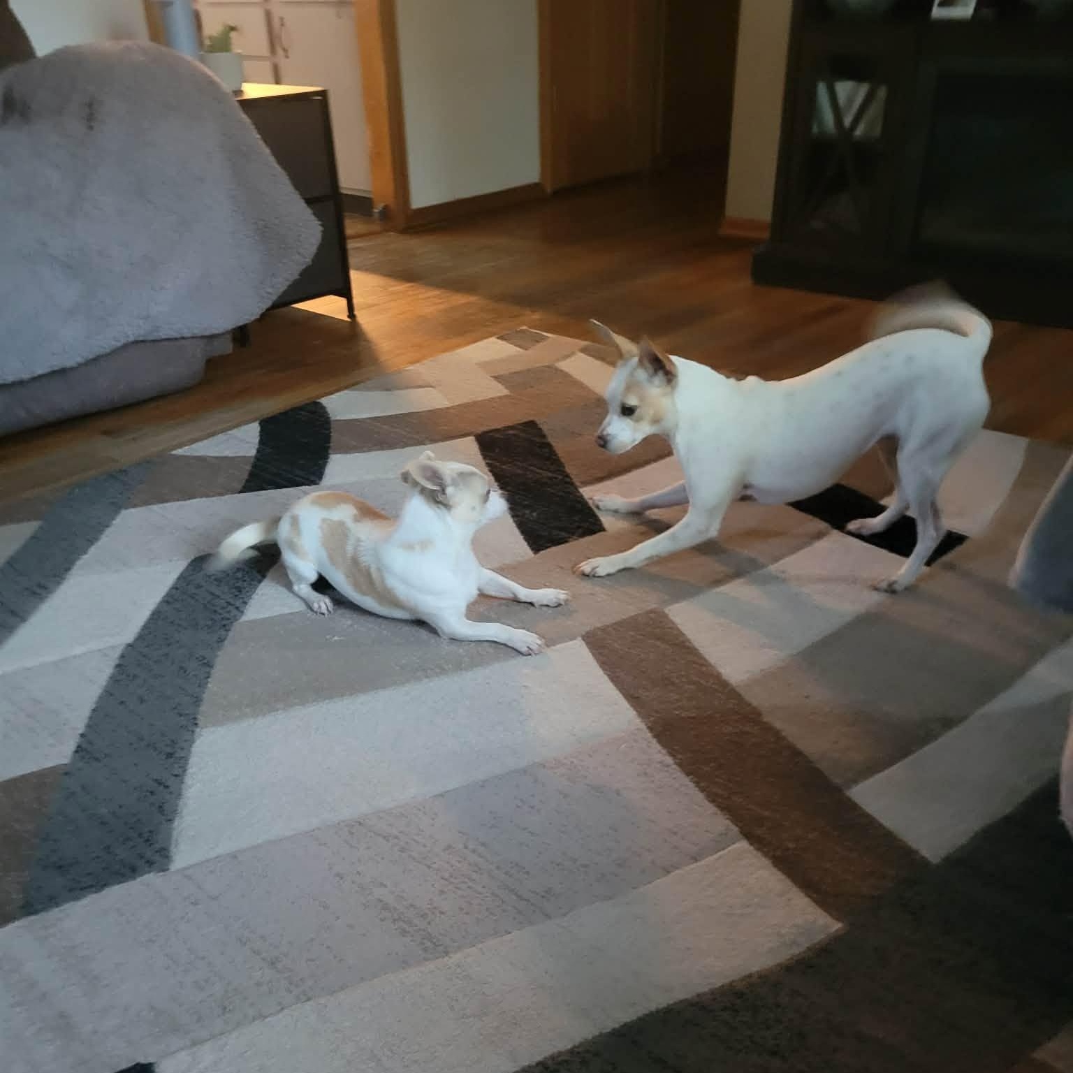 Kujo, a ADOPTABLE mixed breed in Oregon, WI image 4/6