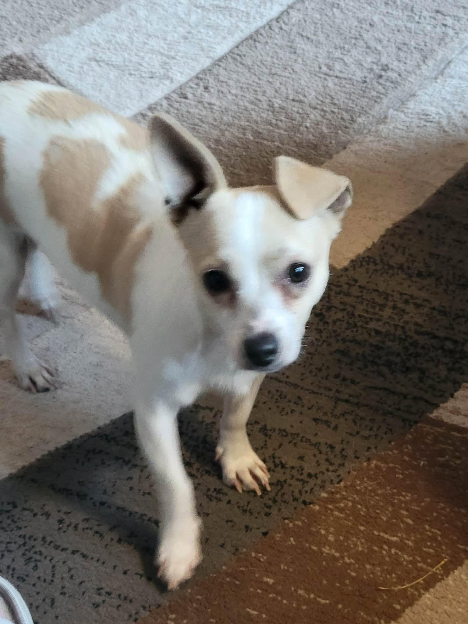 Kujo, a ADOPTABLE mixed breed in Oregon, WI image 2/6