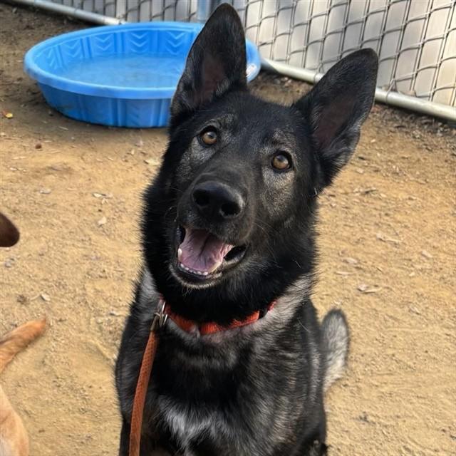 SARGE - IN FOSTER, Adoptable, Young Male German Shepherd Dog.