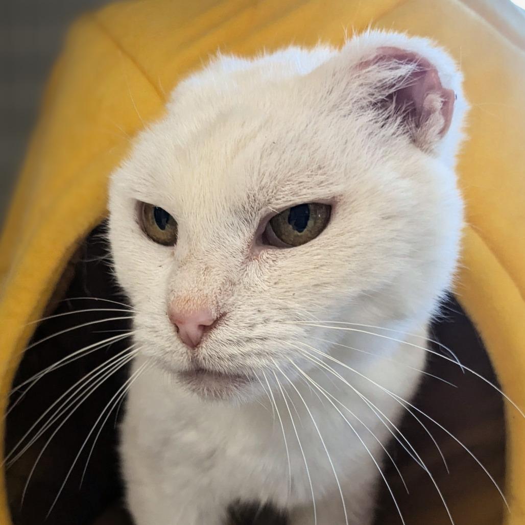 Rose, Adoptable, Senior Female Domestic Short Hair.