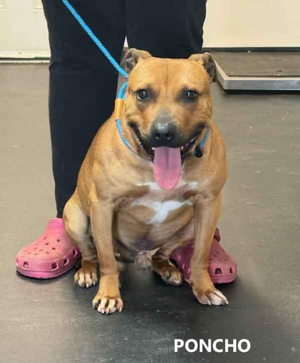Poncho, a ADOPTABLE mixed breed in Washington, GA image 3/3