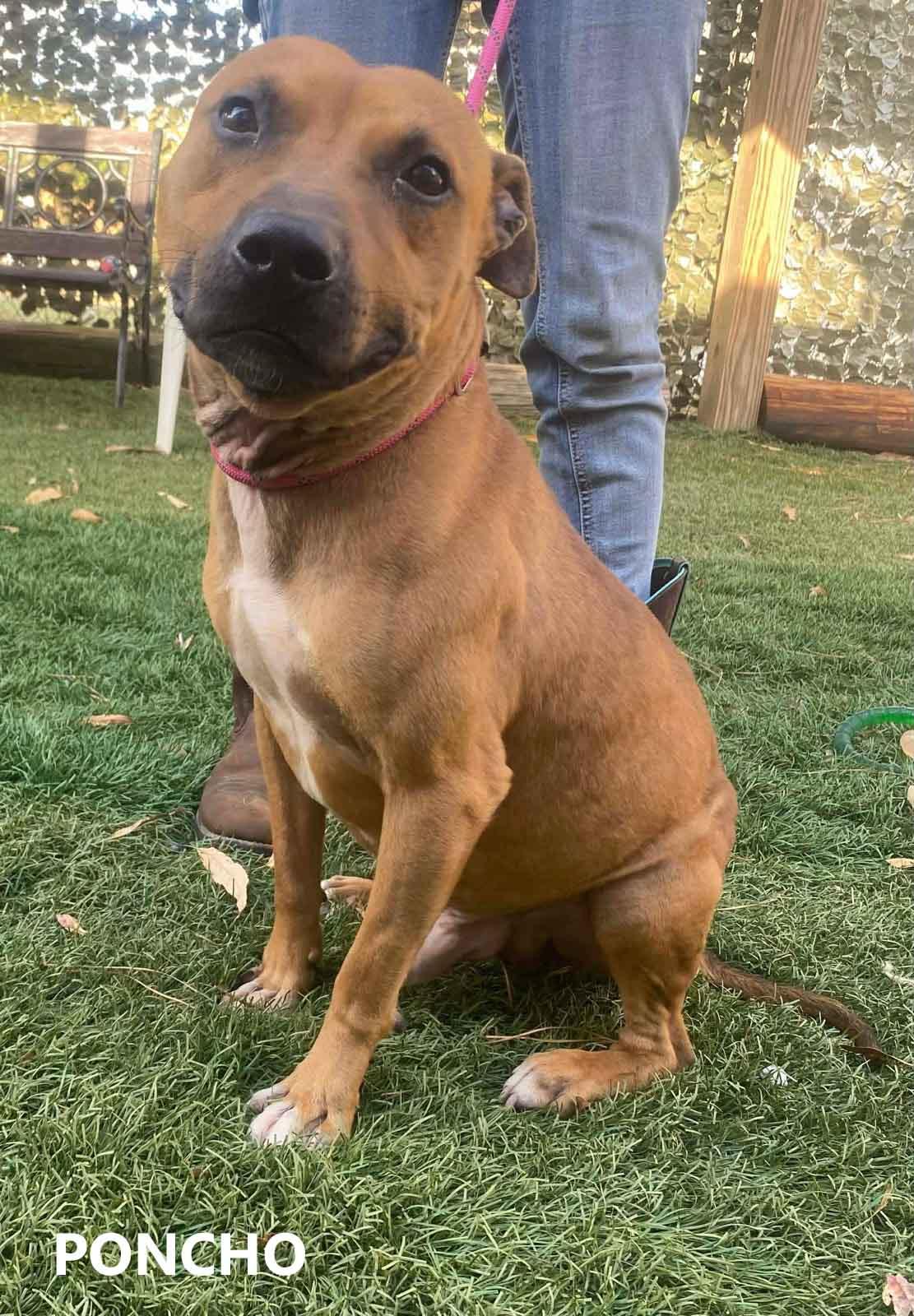 Enlarge Poncho, a ADOPTABLE mixed breed in Washington, GA image 1/2