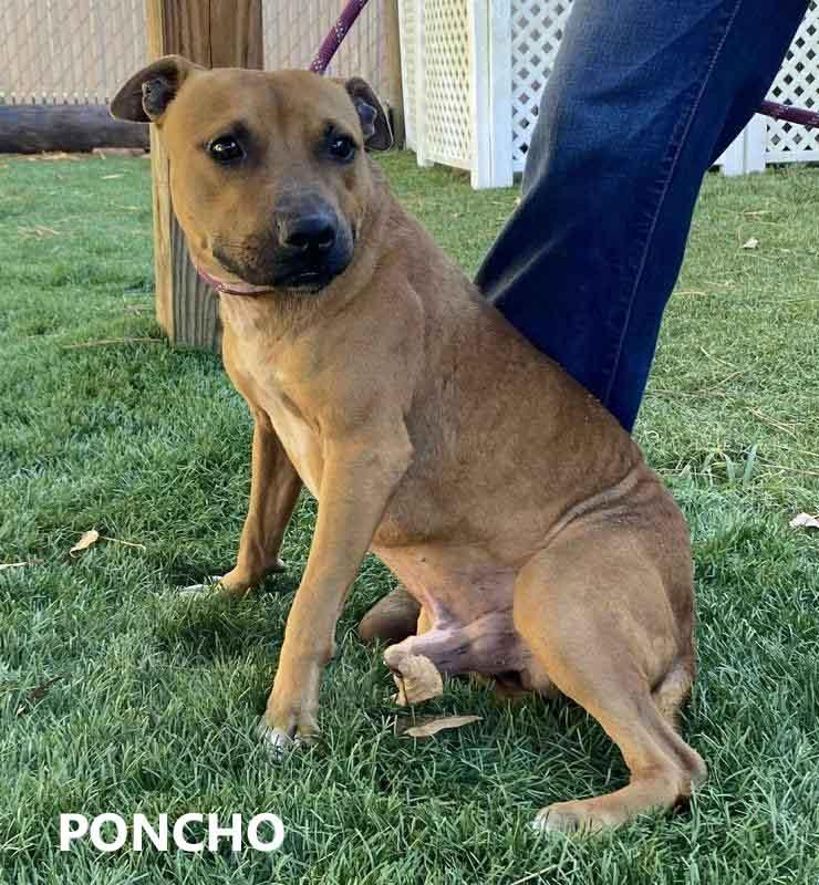 Enlarge Poncho, a ADOPTABLE mixed breed in Washington, GA image 2/2