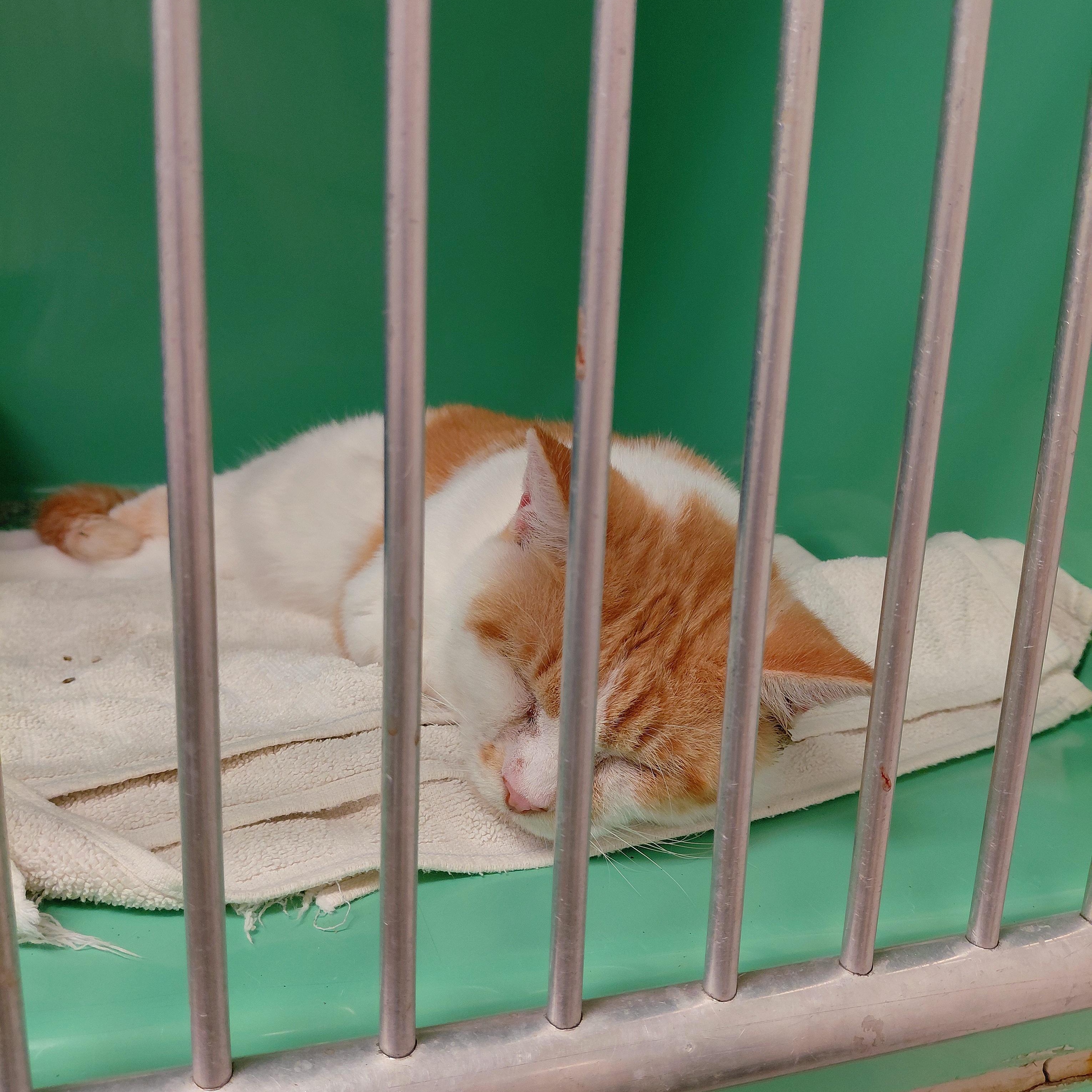 Spruce, a Adoptable Domestic Short Hair in Stanley, VA image 2/2