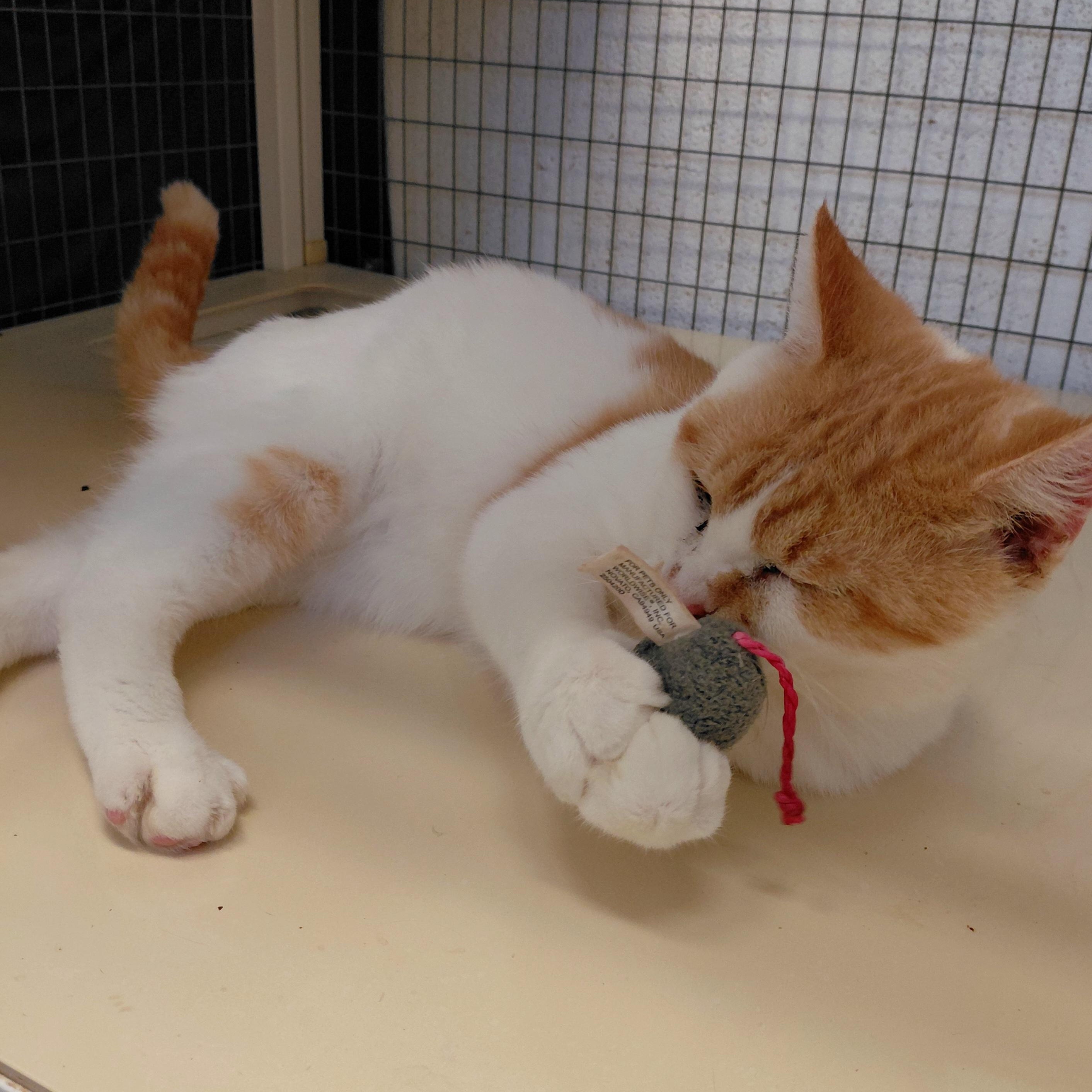 Spruce, a Adoptable Domestic Short Hair in Stanley, VA image 1/2