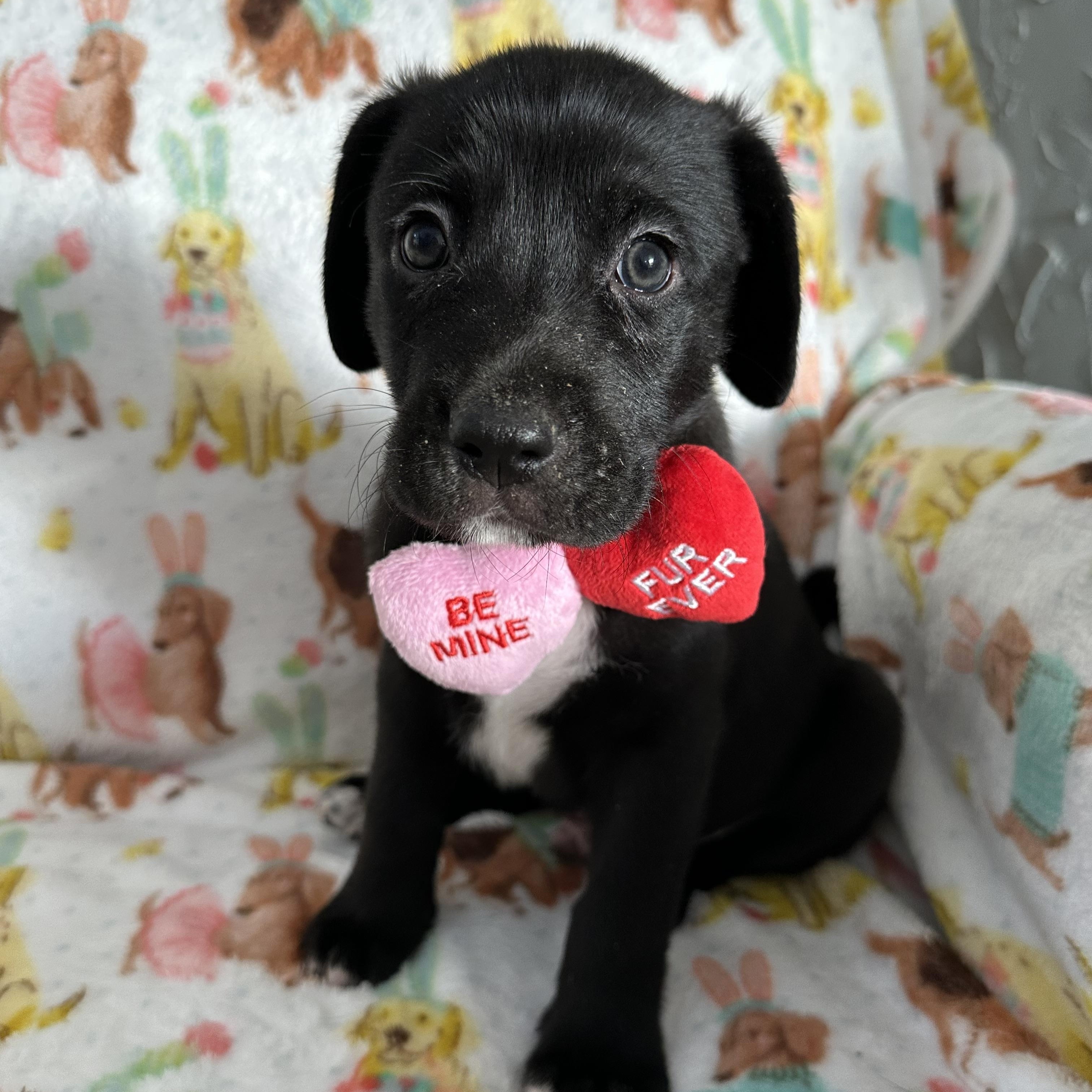Coconut Macaroon, ADOPTABLE, Puppy Male Mixed Breed.