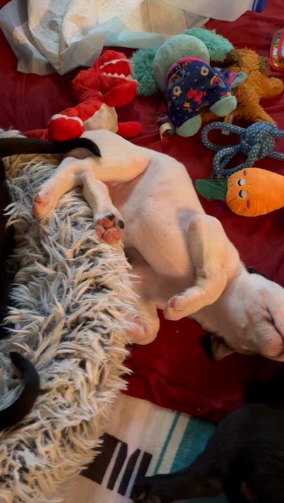 Enlarge Coconut Macaroon, a ADOPTABLE Mixed Breed in Iron River, MI video 2/3