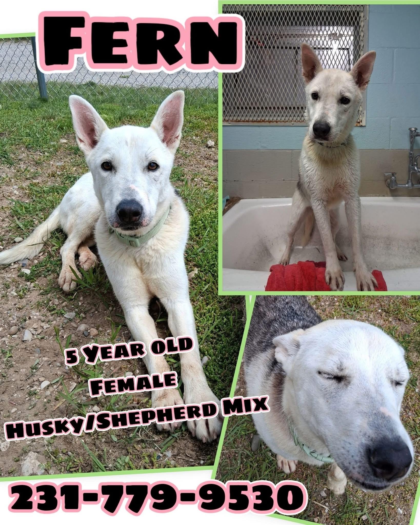 Enlarge FERN, a ADOPTABLE mixed breed in Cadillac, MI image 1/1
