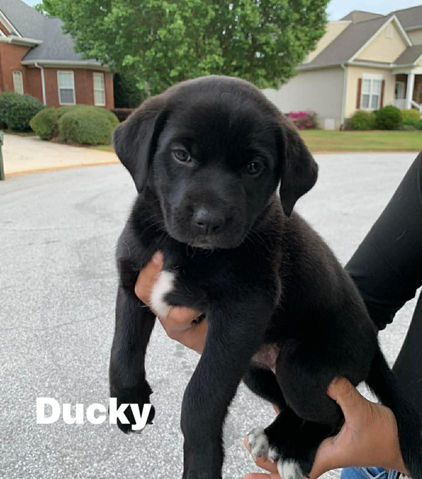 Ducky , ADOPTABLE, Puppy Female Mixed Breed.