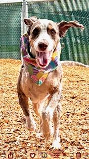 ORION, Adoptable, Adult Male Poodle & Mixed Breed.