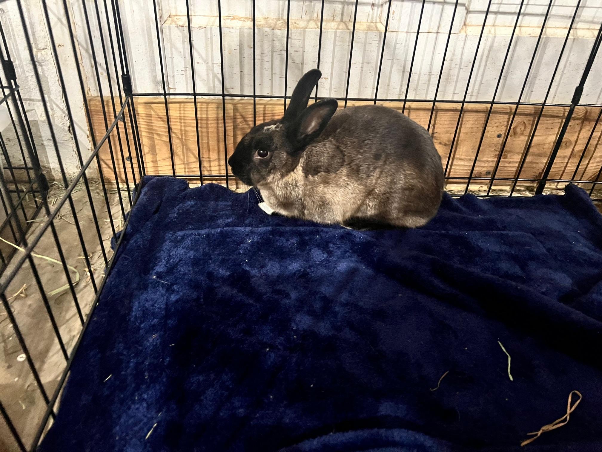 Sable (PEN15), ADOPTABLE, Young Female Bunny Rabbit.