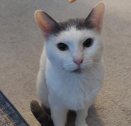 Cupcake, a Adoptable Domestic Short Hair in Elk Grove Village, IL image 1/3