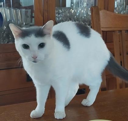 Enlarge Cupcake, a Adoptable Domestic Short Hair in Elk Grove Village, IL image 2/3