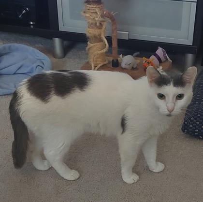 Cupcake, a Adoptable Domestic Short Hair in Elk Grove Village, IL image 3/3