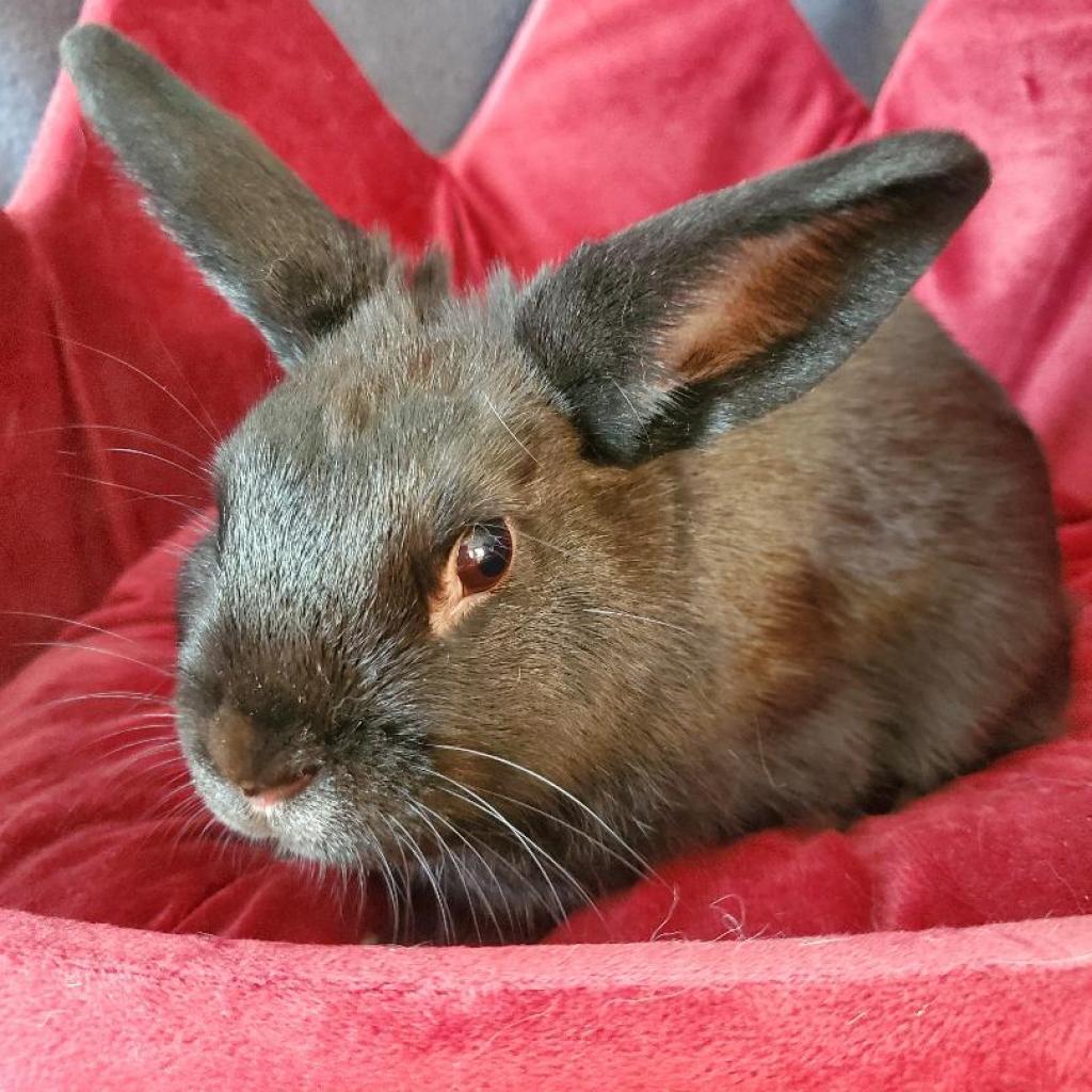 Enlarge Scottie, a Adoptable mixed breed in Murrieta, CA image 1/3