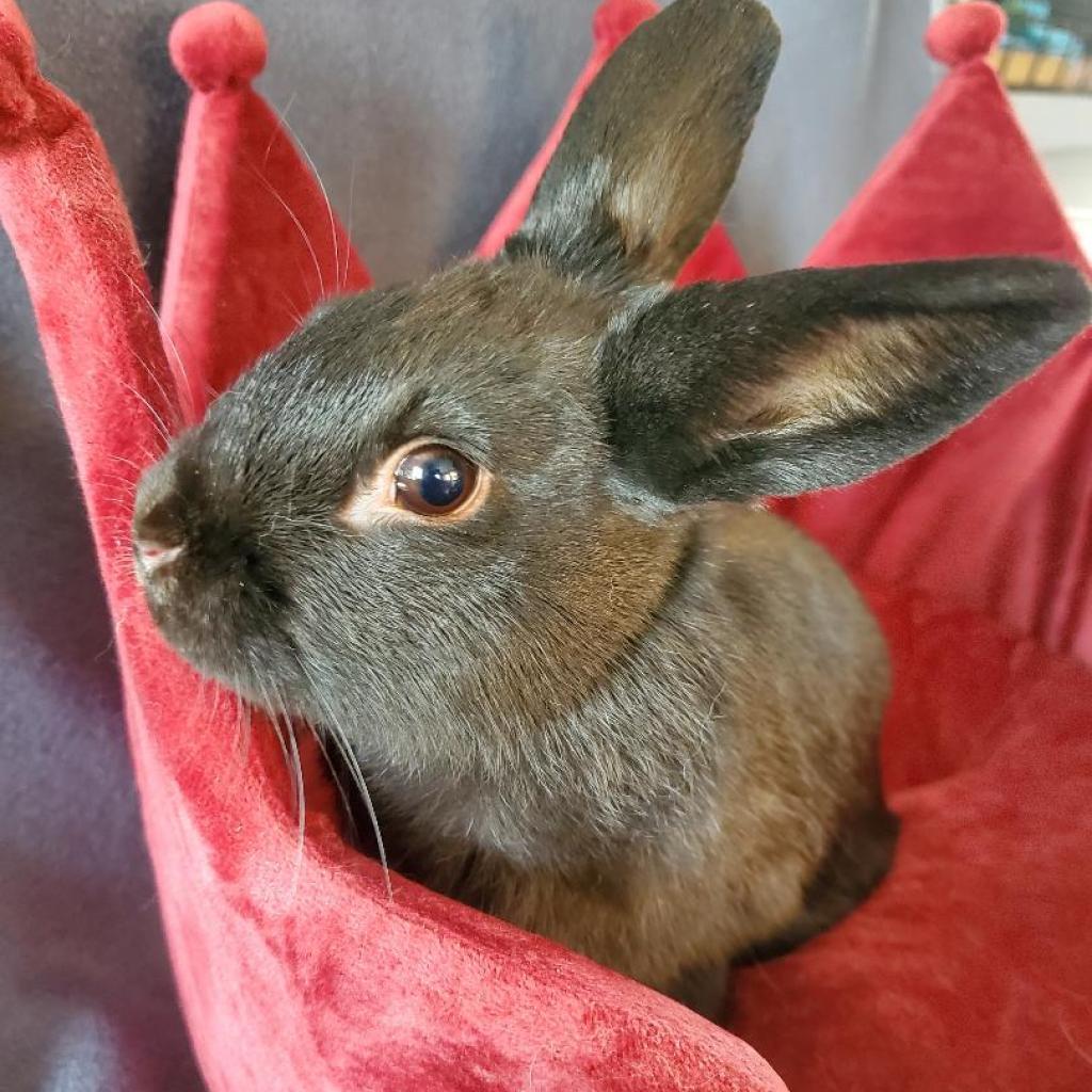 Enlarge Scottie, a Adoptable mixed breed in Murrieta, CA image 2/3