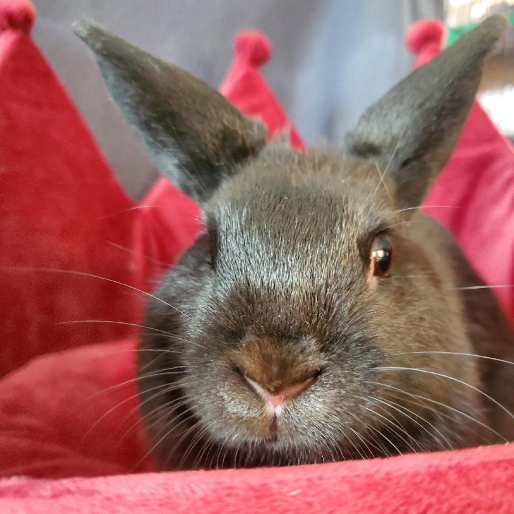 Enlarge Scottie, a Adoptable mixed breed in Murrieta, CA image 3/3
