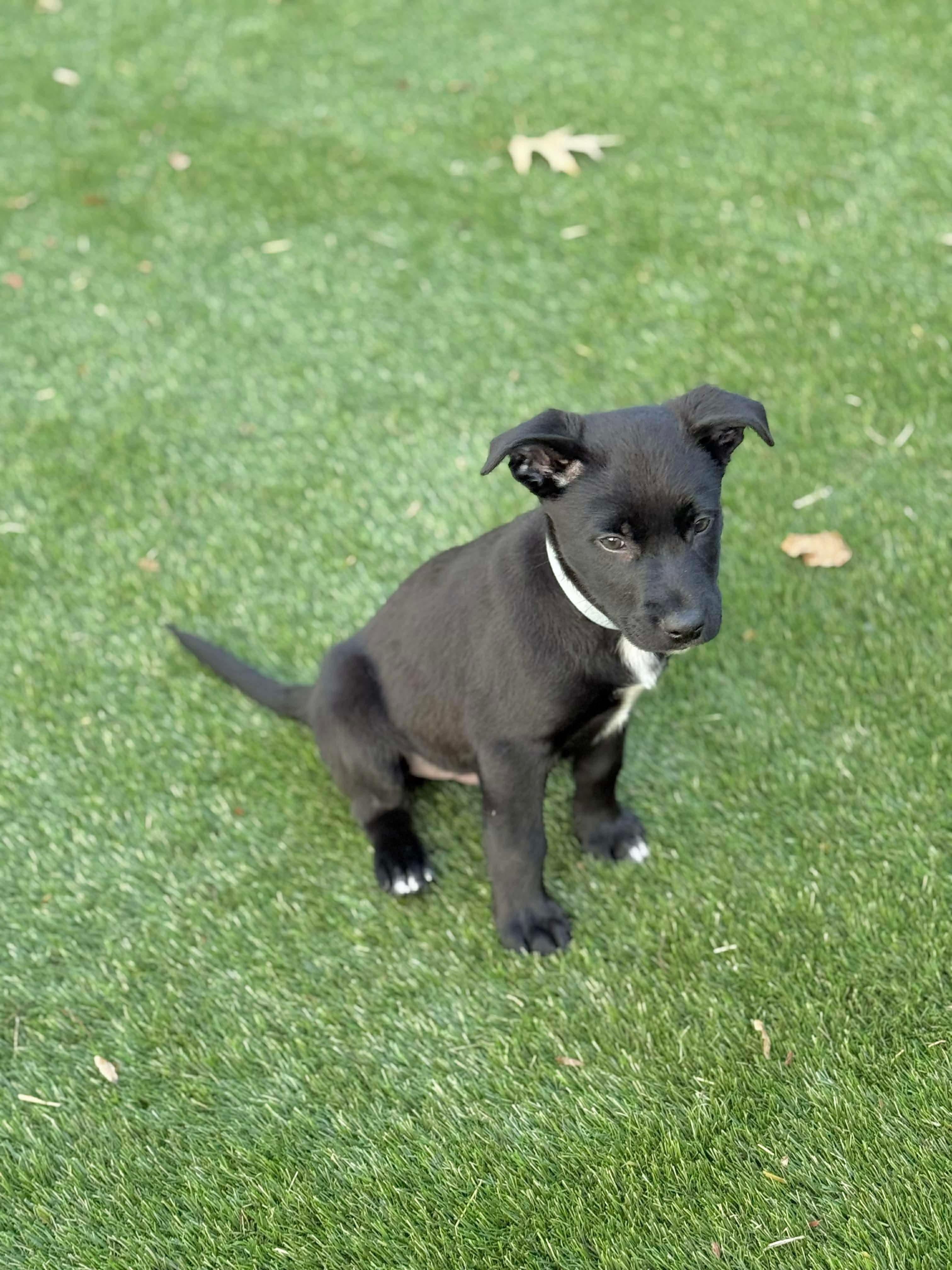 Huxley, an adopted mixed breed in Hatfield, PA image 1/6