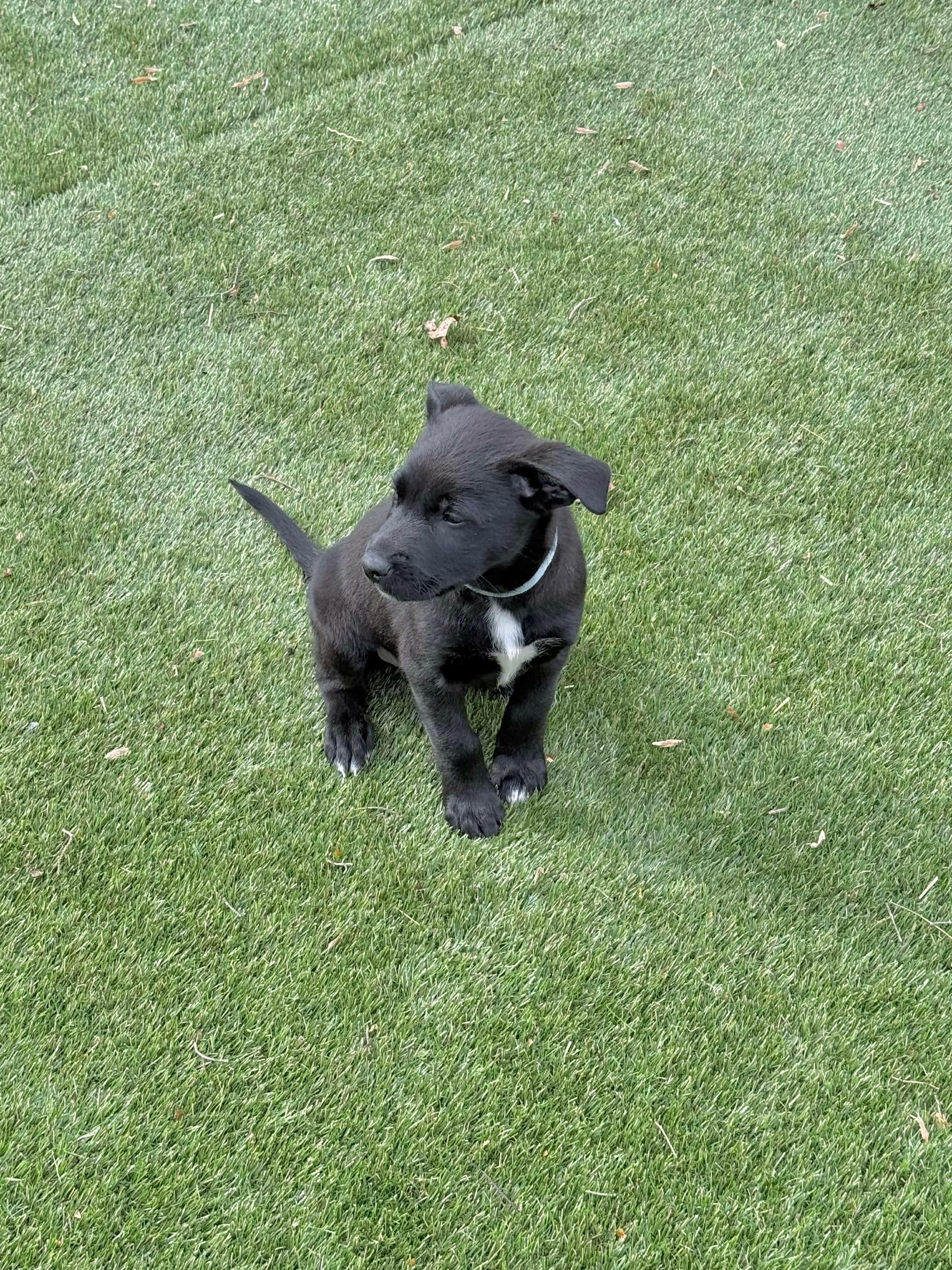 Huxley, an adopted mixed breed in Hatfield, PA image 2/6