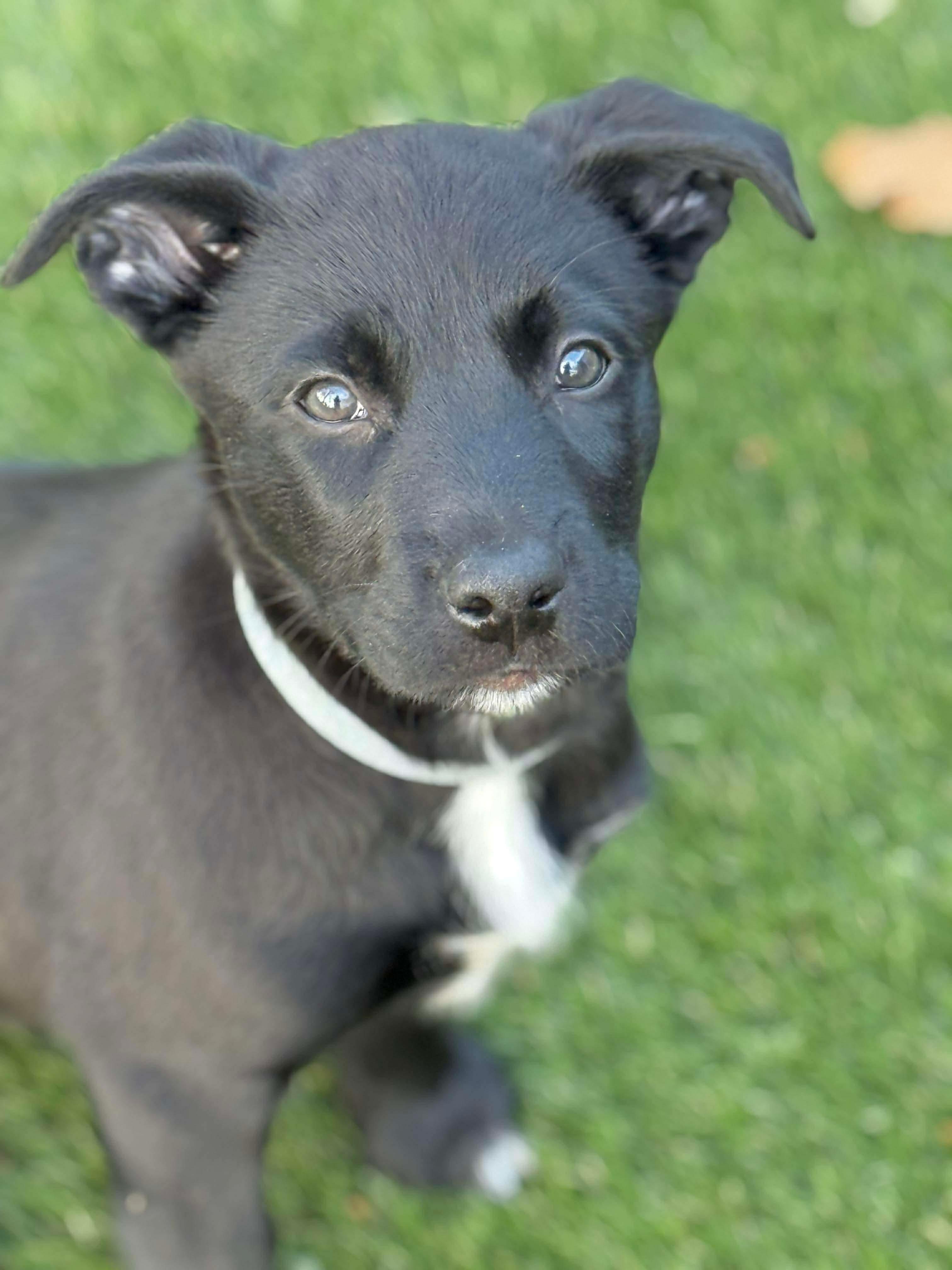 Huxley, an adopted mixed breed in Hatfield, PA image 3/6