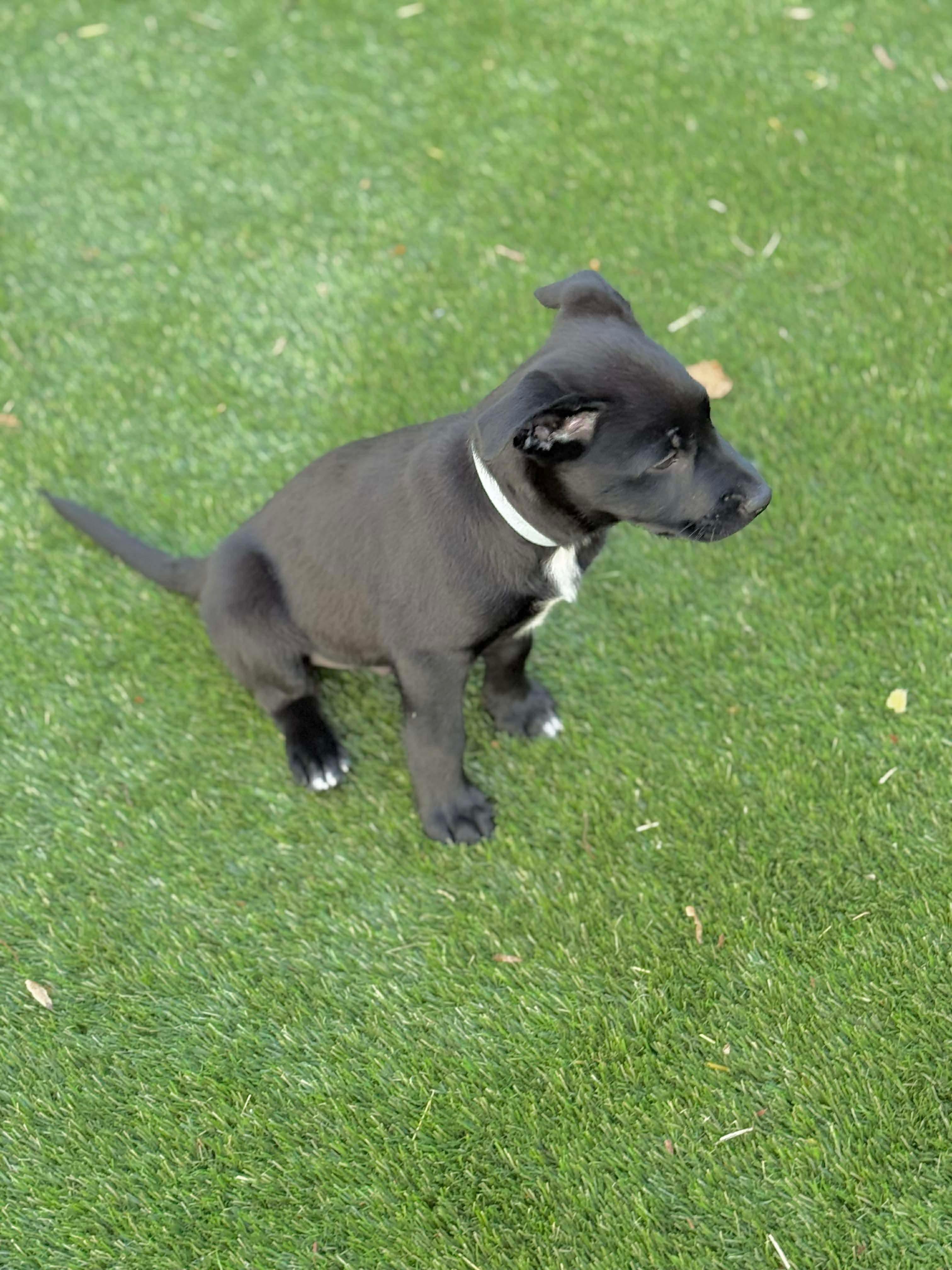 Huxley, an adopted mixed breed in Hatfield, PA image 4/6