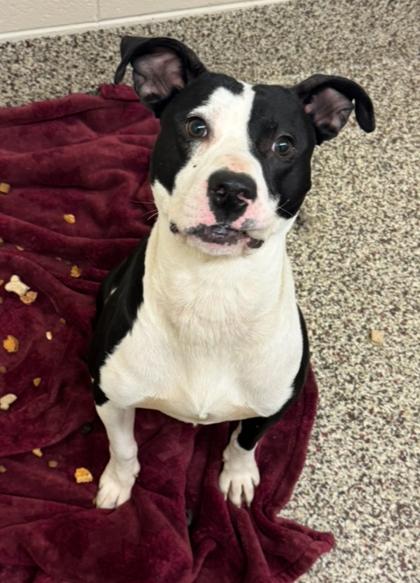 Enlarge Lou, a Adoptable mixed breed in Sterling Heights, MI image 1/1