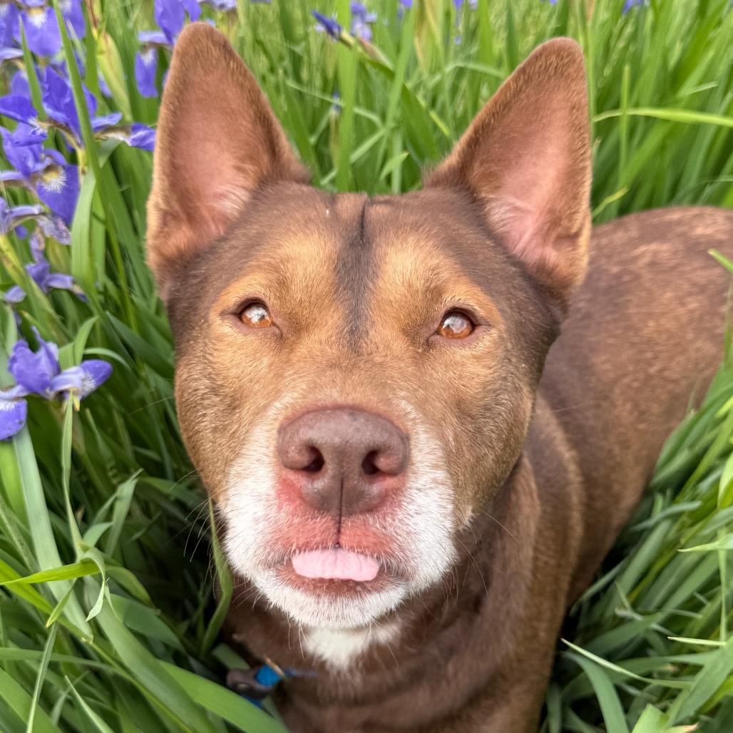 Keno, Adoptable, Adult Male Siberian Husky.