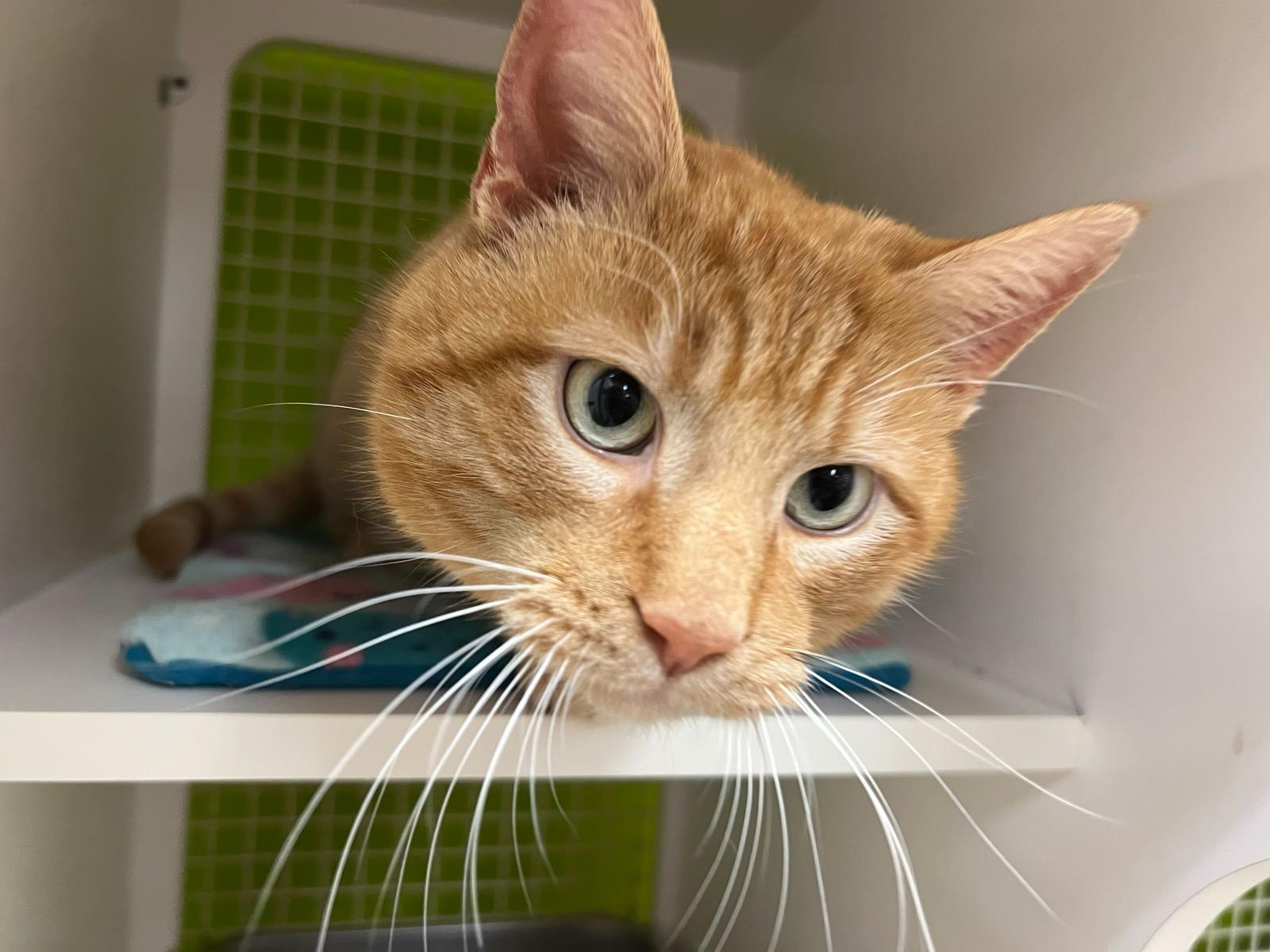 Louis Quatorze — thumbnail 2