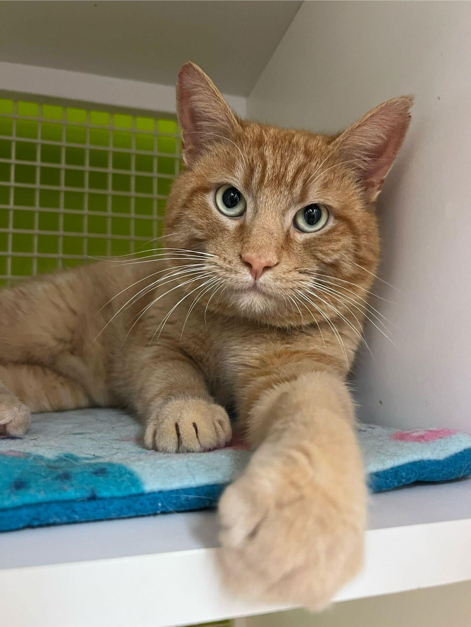 Louis Quatorze — thumbnail 3