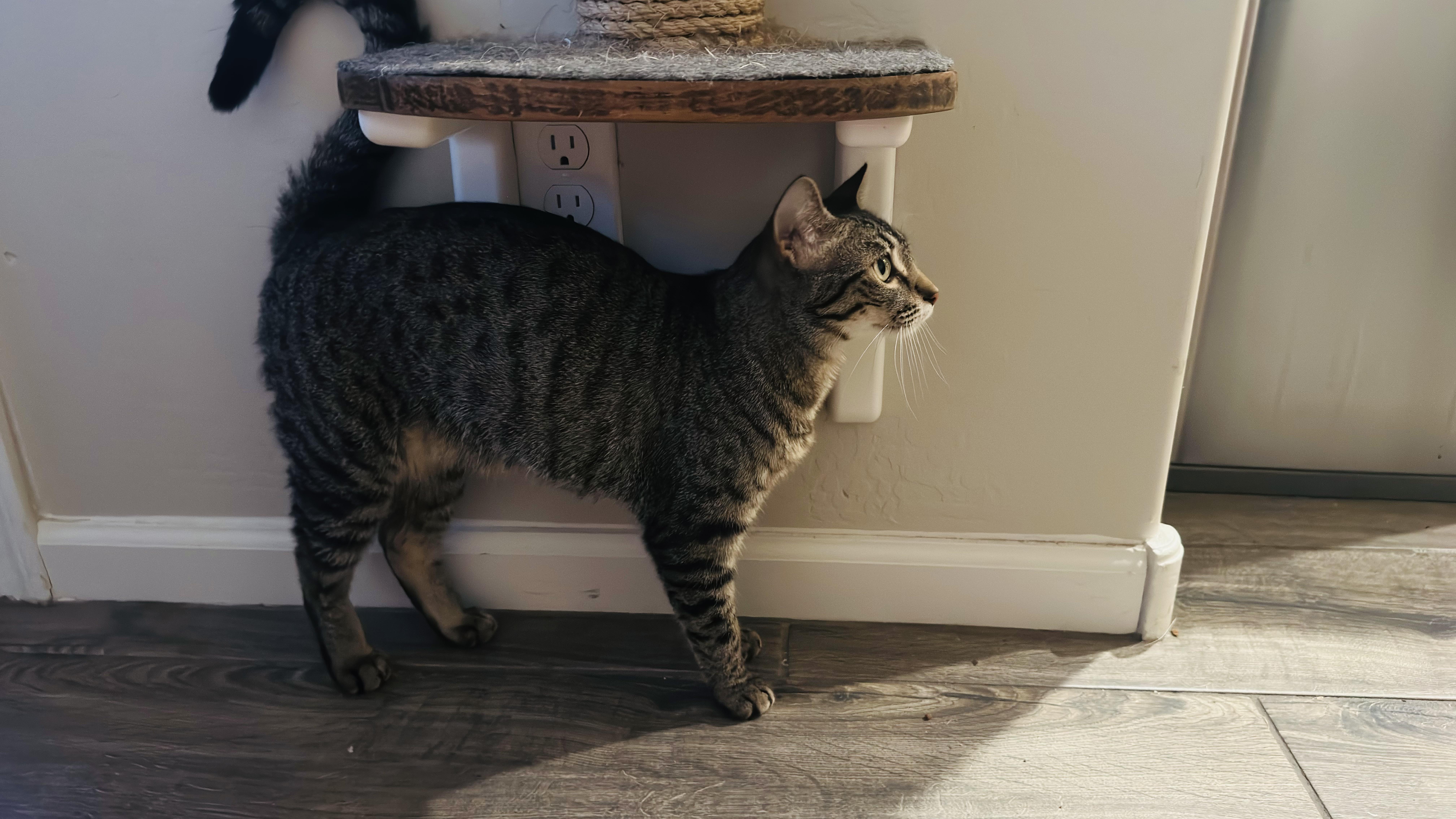 Olive photo 5